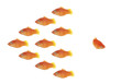 fish swarm