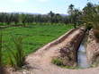 irrigation