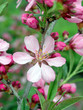 blossoming almonds