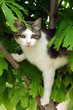 chat