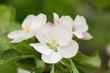 Photo: apple apple