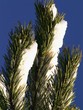 spruce in snow