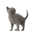 chaton chartreux