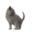 chaton chartreux