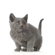 chaton chartreux
