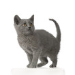 chaton chartreux