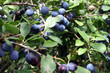 slow berries slow berries