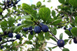 slow berries slow berries