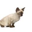 chaton siamois