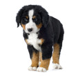 chiot bouvier bernois
