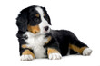 chiot bouvier bernois