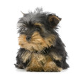 chiot yorkshire