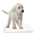 chiot labrador retriever