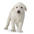 chiot labrador retriever