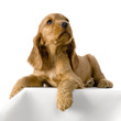 chiot cocker anglais