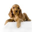 chiot cocker anglais