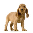 chiot cocker anglais