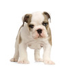 chiot bouledogue anglais