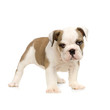chiot bouledogue anglais