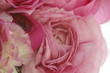 pink flower