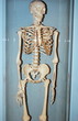 bones and bones