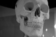 cranium