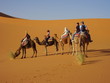 Photo: camel train camel train
