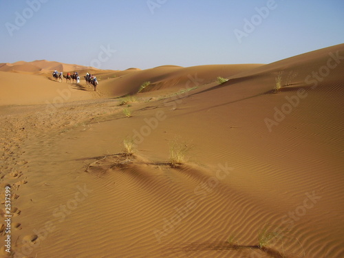 Photo: camel train camel train