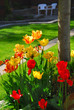 tulips at a house