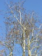 arbre