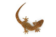 lizard