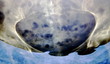 medical image