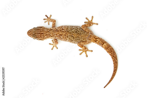 lizard lizard