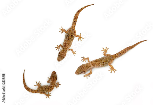 lizard lizard