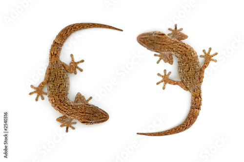lizard