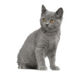 chaton chartreux