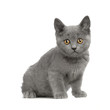 chaton chartreux