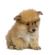 chiot spitz
