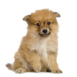 chiot spitz