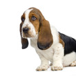 chiot basset artésien