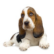 Photographie : chiot basset art�sien
