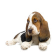 chiot basset artésien