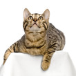 chaton du bengal