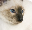 chaton siamois