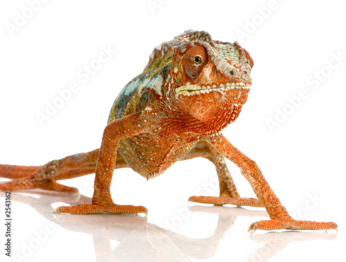 caméléon furcifer pardalis caméléon furcifer pardalis