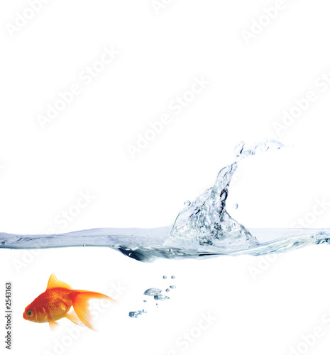 back in water