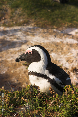 jackass penguin (spheniscus demersus)