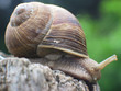 große weinbergschnecke in nahaufnahme