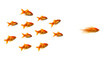 olympic gold medal winner for 100m freestyle, goldfish league