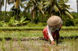 Photo: rice field rice field